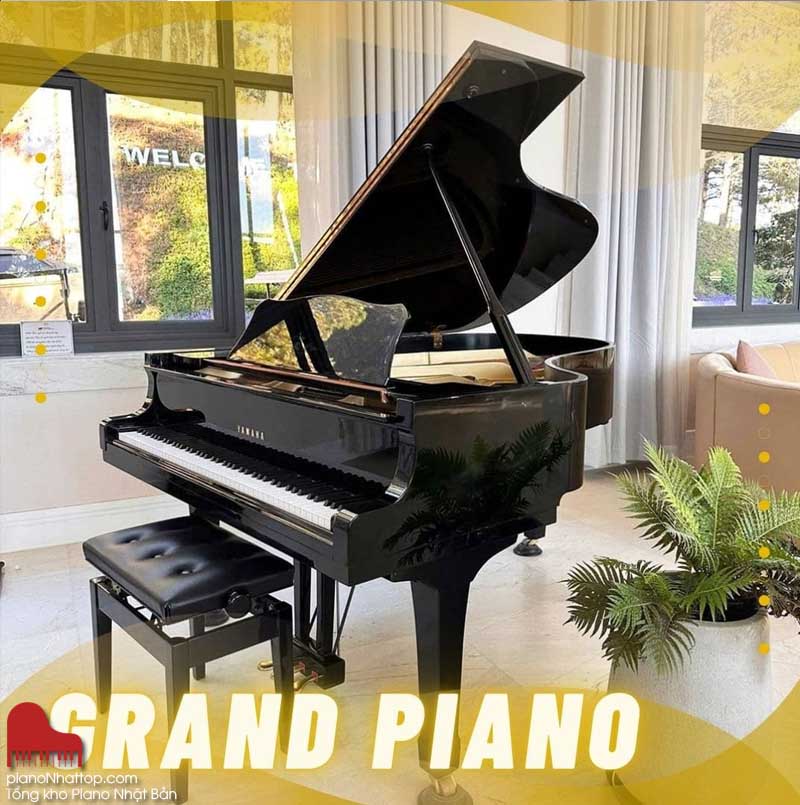 cá bước xem đèn ,mua đàn và vận chuyển đến tận nhà